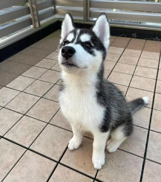 regalo cuccioli siberian husky  maschio e femmina