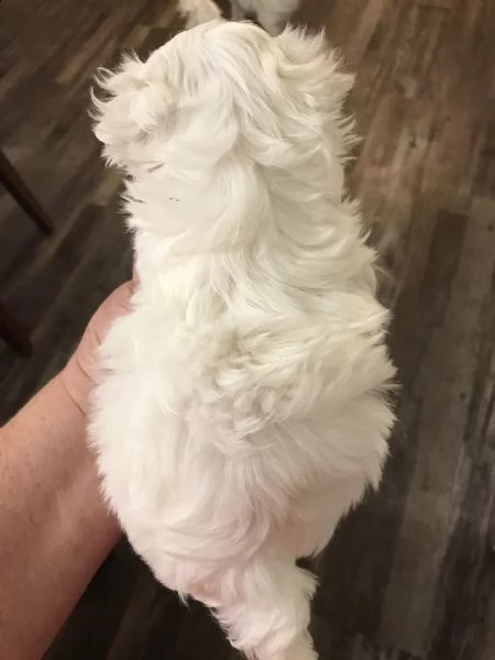 maltese mini toy!!