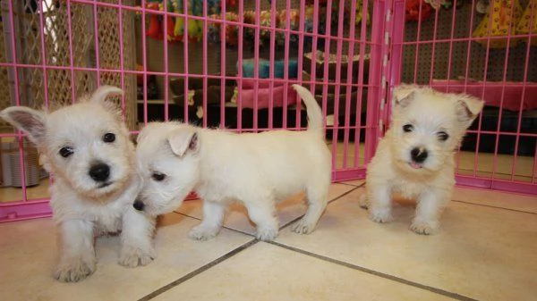 regalo west highland terrier cuccioli meravigliosi ! 