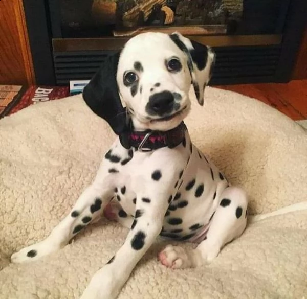 regalo dalmata cuccioli meravigliosi ! 