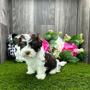 adorabili havanese cuccioli ** maschio e femmina ** | Foto 0