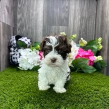 adorabili havanese cuccioli ** maschio e femmina **