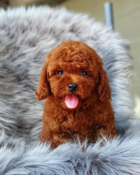 cuccioli di barboncini taglia piccola | Foto 0