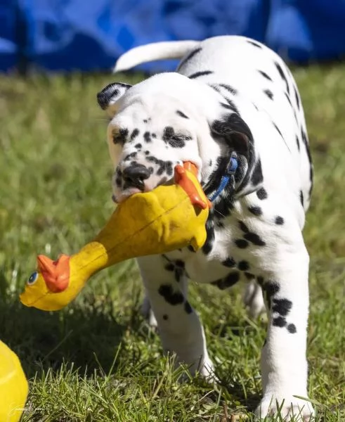 Meravigliosa Cucciolata di Dalmata | Foto 2