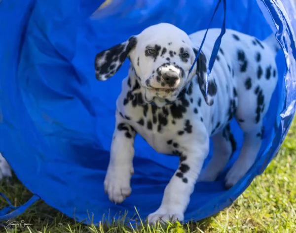 Meravigliosa Cucciolata di Dalmata