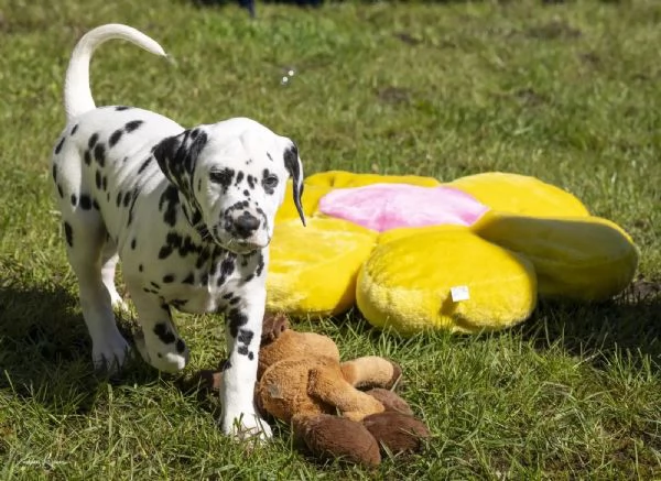 Meravigliosa Cucciolata di Dalmata | Foto 1