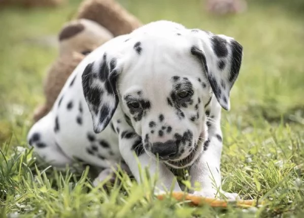 Disponibili cuccioli di dalmata, maschio e femmina... | Foto 1