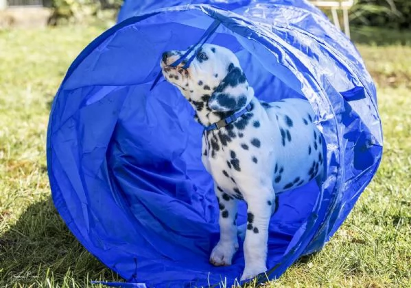 Disponibili cuccioli di dalmata, maschio e femmina... | Foto 0