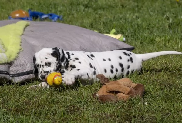 Disponibili cuccioli di dalmata, maschio e femmina...