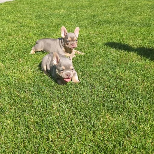 Meravigliosa cucciola di Bouledogue Francese | Foto 2