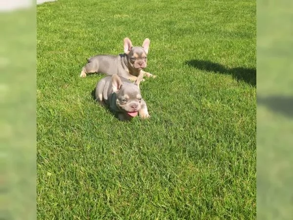 Meravigliosa cucciola di Bouledogue Francese | Foto 1