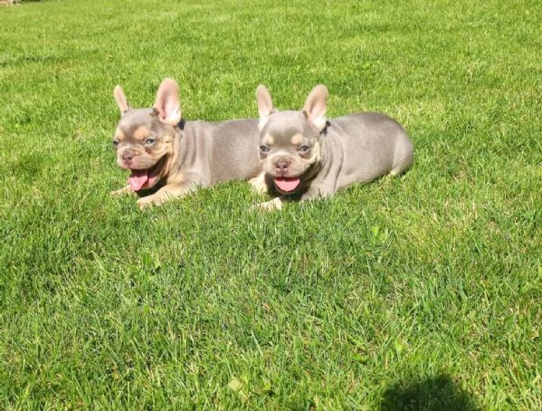 Meravigliosa cucciola di Bouledogue Francese | Foto 0