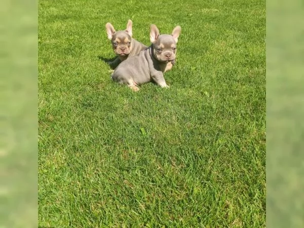 Meravigliosa cucciola di Bouledogue Francese