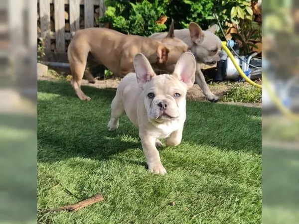 Meravigliosa cucciola di Bouledogue Francese