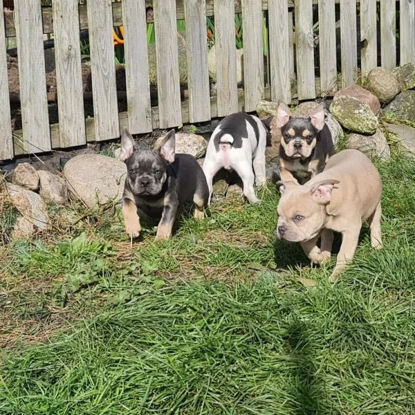 Bellissimi cuccioli di bulldog francese | Foto 0