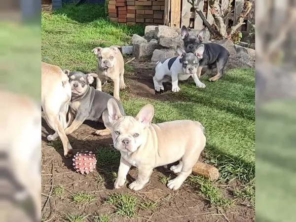 Bellissimi cuccioli di bulldog francese | Foto 0