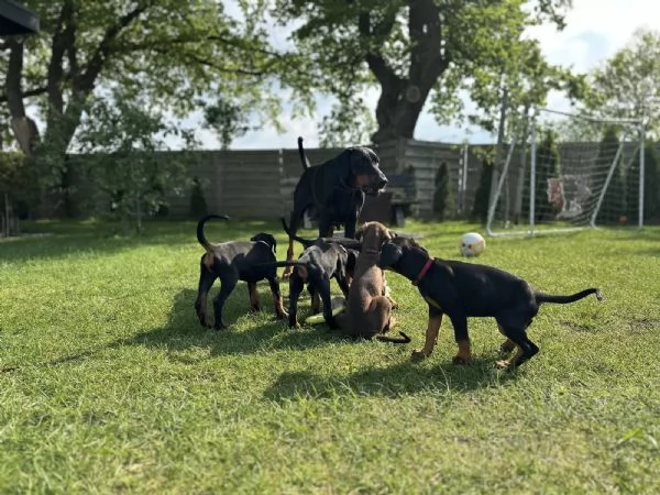 Kucciolata di Dobermann Maschi Femmine | Foto 1