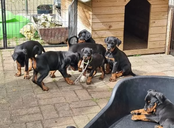 Cucciolata di Dobermann Maschi Femmine