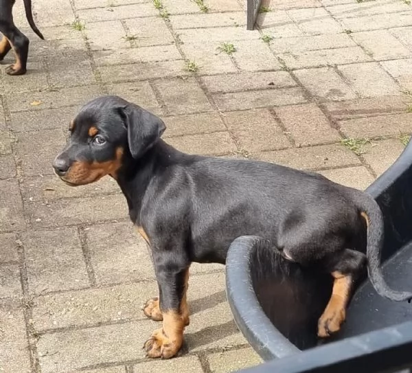 Cucciolata di Dobermann Maschi Femmine | Foto 2