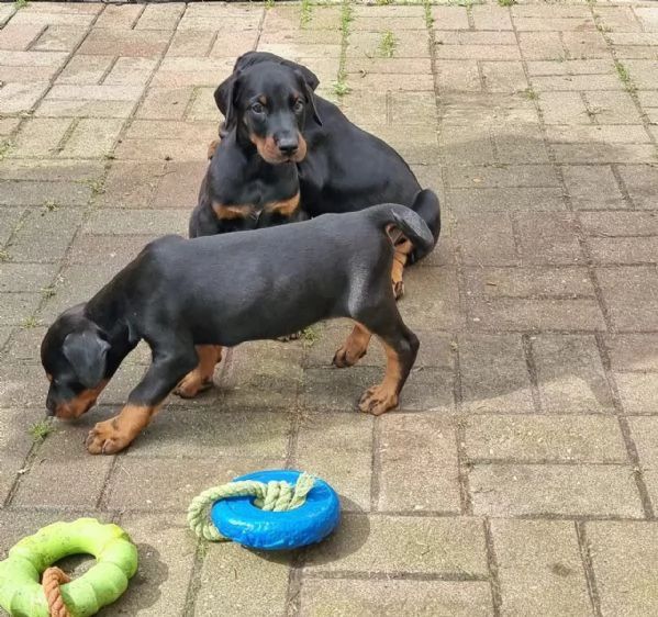 Cucciolata di Dobermann Maschi Femmine | Foto 1