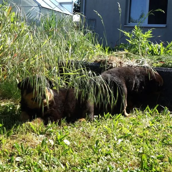 Cuccioli di Rottweiler maschi/femmine con documenti,