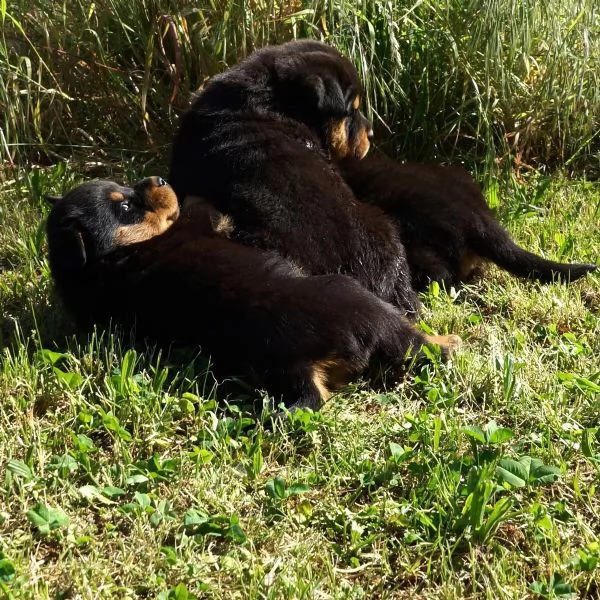 Cuccioli di Rottweiler maschi/femmine con documenti, | Foto 2