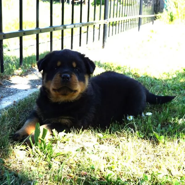 Cuccioli di Rottweiler maschi/femmine con documenti, | Foto 1