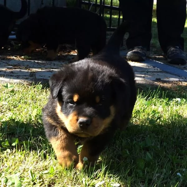 Cuccioli di Rottweiler maschi/femmine con documenti, | Foto 0