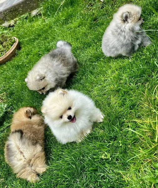 Eccezionali Spitz di Pomerania cuccioli, vaccinati e garantiti maschio e femmina | Foto 1