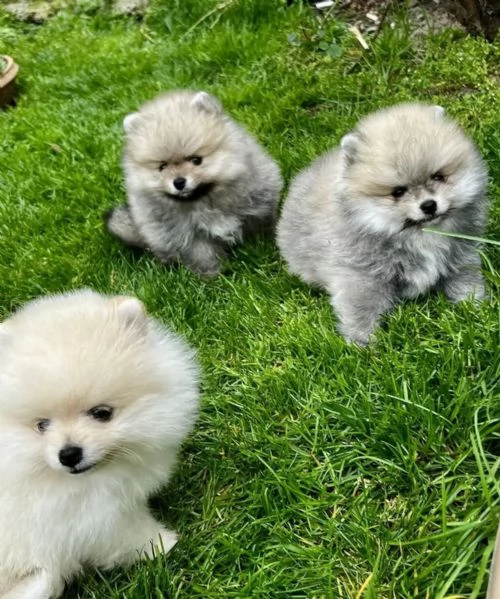 Eccezionali Spitz di Pomerania cuccioli, vaccinati e garantiti maschio e femmina | Foto 0