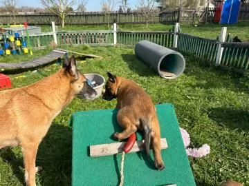 TRE CUCCIOLI DI PASTORE BELGA MALINOIS | Foto 1