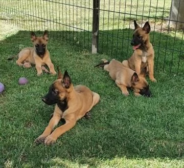 TRE CUCCIOLI DI PASTORE BELGA MALINOIS