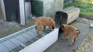 TRE CUCCIOLI DI PASTORE BELGA MALINOIS | Foto 0