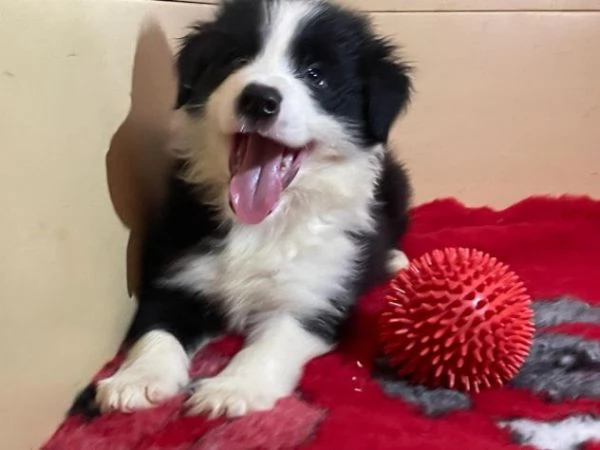 Cuccioli Border Collie altissima genealogia | Foto 4