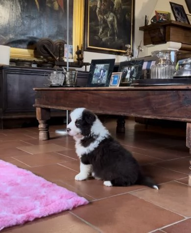 Cuccioli Border Collie altissima genealogia | Foto 3