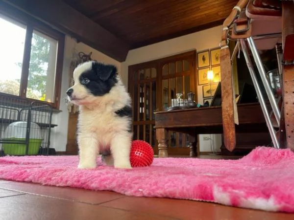 Cuccioli Border Collie altissima genealogia | Foto 2