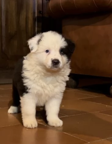 Cuccioli Border Collie altissima genealogia | Foto 0