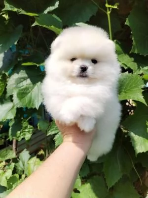 Disponibili cuccioli di puro Spitz Pomerania