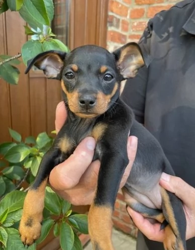 Due bellissimi cuccioli maschio e femmina di pinsher, 