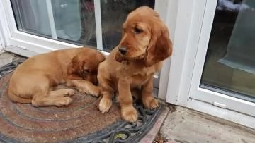 Bellissimi cuccioli di cocker spaniel maschi e femmine pronti | Foto 3