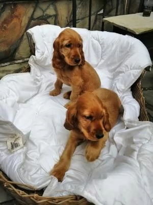 Bellissimi cuccioli di cocker spaniel maschi e femmine pronti | Foto 2