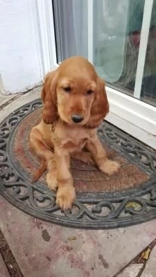 Bellissimi cuccioli di cocker spaniel maschi e femmine pronti | Foto 1