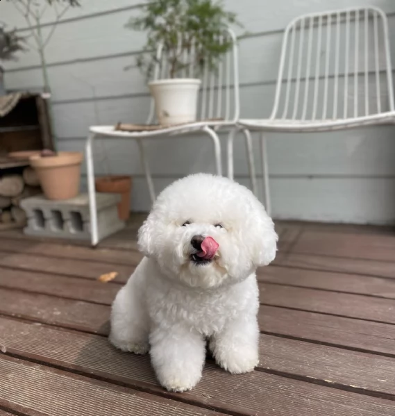 regalo bichon disponibile...  | Foto 0