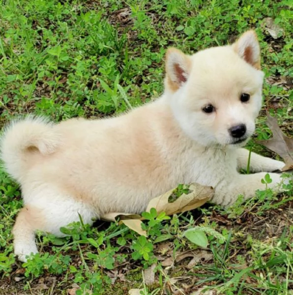  regalo cuccioli di shiba inu 