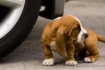 splendidi cuccioli di bassethound | Foto 5