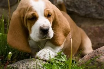 splendidi cuccioli di bassethound | Foto 2