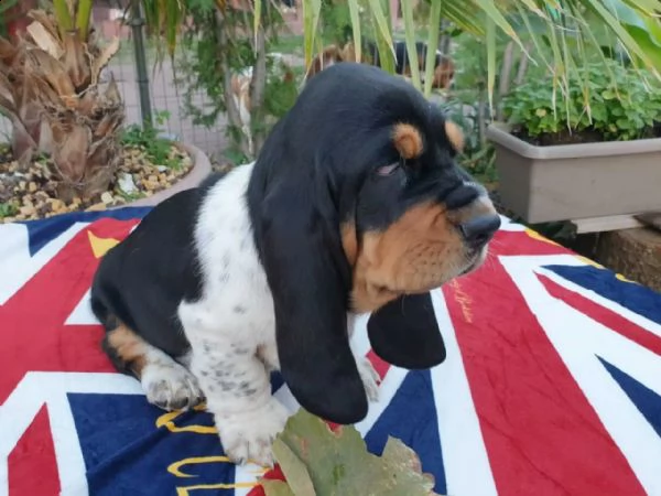 splendidi cuccioli di bassethound | Foto 0