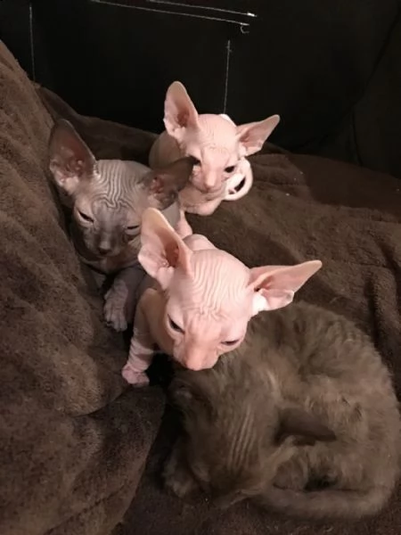 non perderti questi gattini sphynx