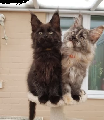 gattino di maine coon puro