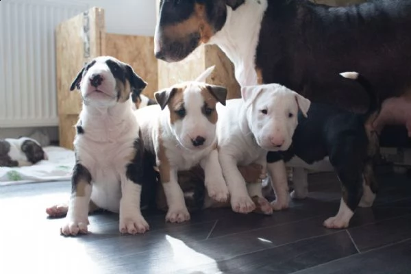 regalo adorabili cuccioli bull terrier femminucce e maschietti